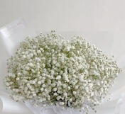 baby breath (white/pink/blue)