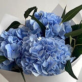 hydrangea (blue/pink)