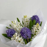 hyacinth