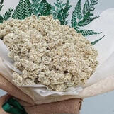 edelweiss