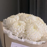 chrysanth