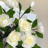 gardenia