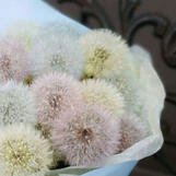 dandelion