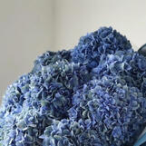 big hydrangea