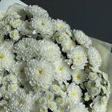 big chrysanth